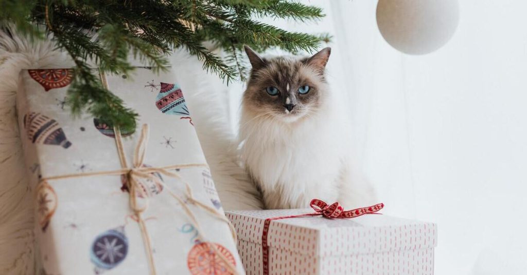 Best Gift Ideas for Cat Lovers