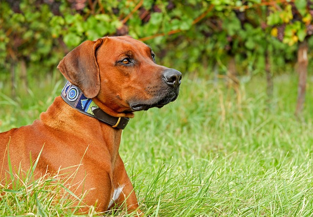 Dog trainingn- a dog wearing a trackable collar